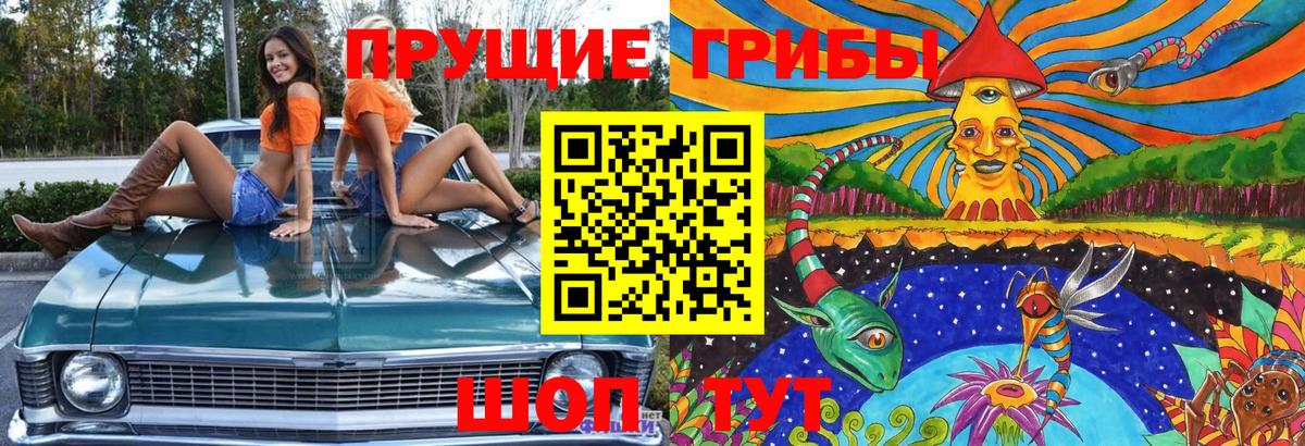 Псилоцибиновые грибы Psilocybe Дербент
